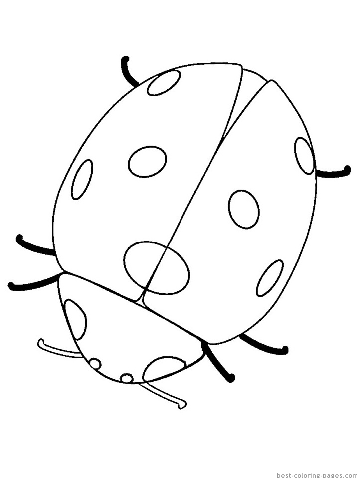 Biedronki kolorowanki